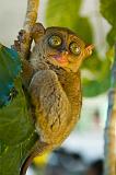 Tarsier, Bohol, Philippines